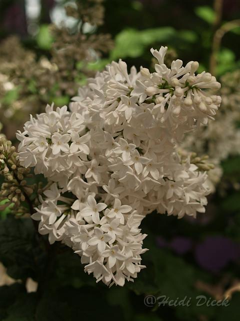 Syringa pre Mrs USA.jpg